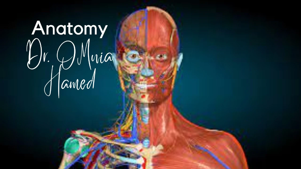 كورس اساسيات التشريح