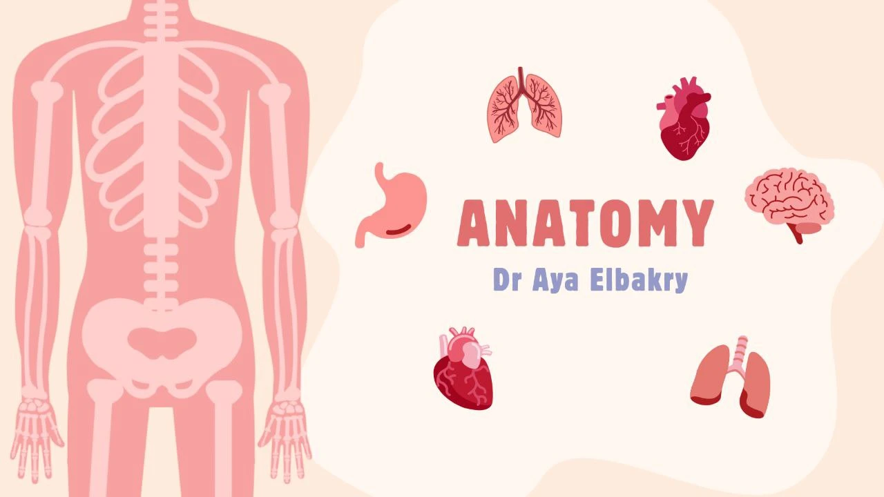 Anatomy and Histology by Dr Aya Elbakry Spring 2026