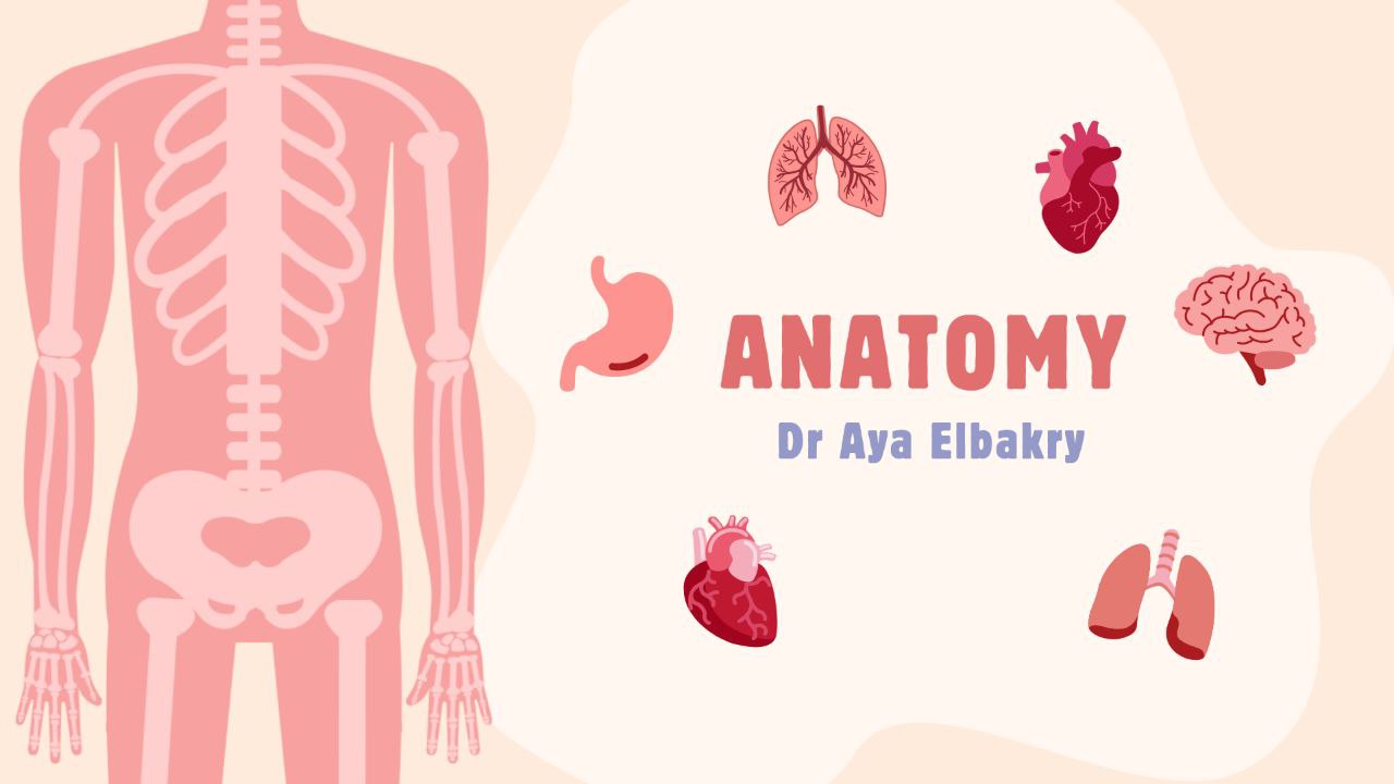 Anatomy and Histology by Dr Aya Elbakry Spring 2026
