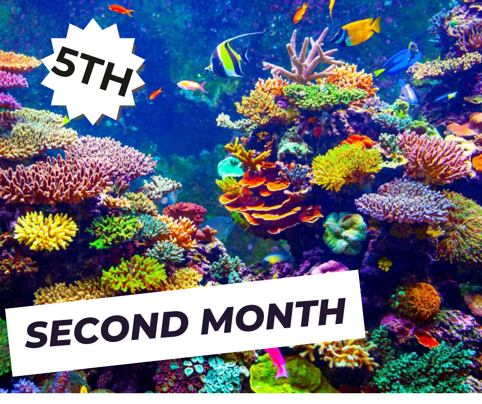 الصف الخامس الابتدائي - اونلاين - الشهر الثاني