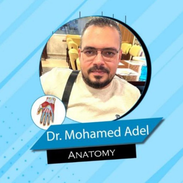 Anatomy Dr. Mohamed Adel|علاج طبيعي