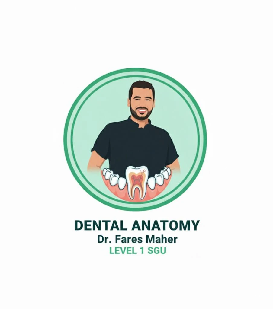 Dental anatomy - Dr.Fares