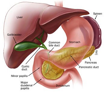 hepatology - B- LV5 - DR.Eslam Soliman