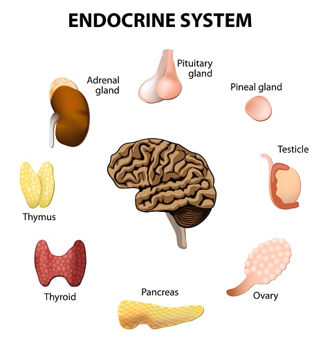 Endocrine system - B -  Dr.Eslam Soliman