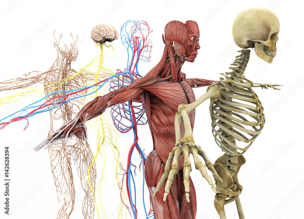 اناتومى موحد ( جامعة الحرس مستوى رابع )