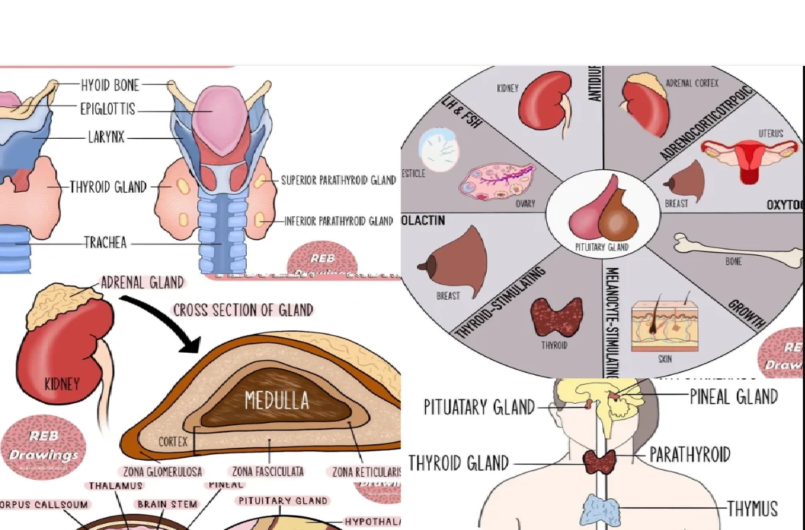اناتومى وفسيولوجى 2 ( تمريض الحرس مستوى رابع )